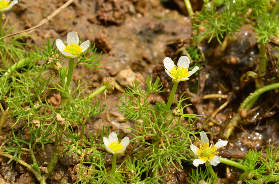 환경부 지정 멸종위기 야생생물 Ⅱ급 ‘매화마름’. (사진 국립생태원)/뉴스펭귄