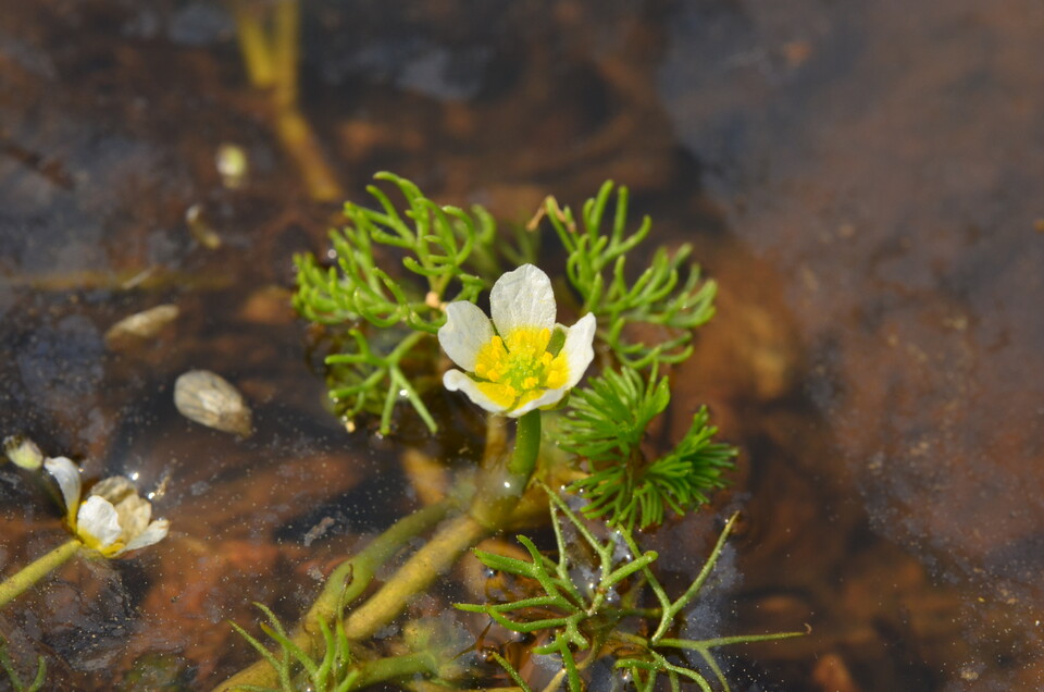 작고 흰 꽃이 매력적인 수중식물 ‘매화마름’. (사진 국립생태원)/뉴스펭귄