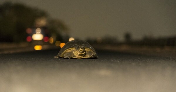 (사진 The Conversation)/뉴스펭귄