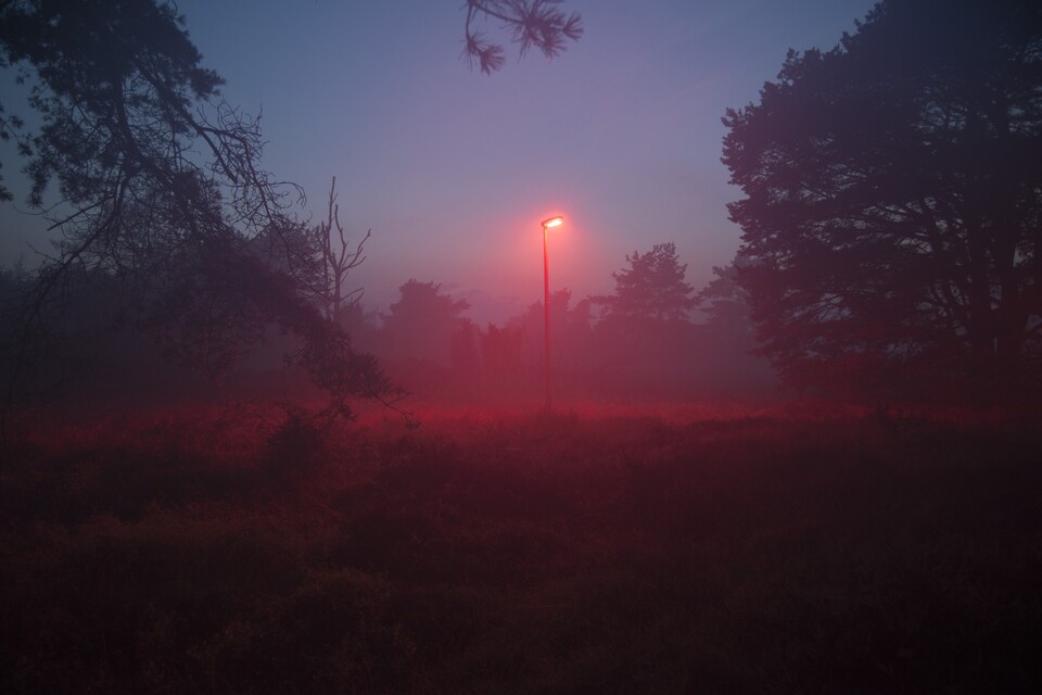 박쥐 빛공해 저감을 위한 적색 가로등. (사진 Signify)/뉴스펭귄