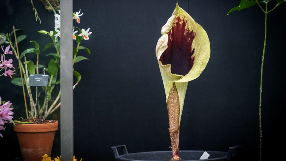 (사진 Kew Gardens 인스타그램)/뉴스펭귄