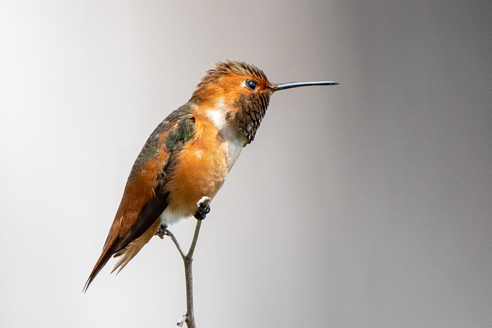 개체수가 절반 이하로 떨어진 종 중에는 앨런벌새, 삼색어깨찌르레기, 염습지참새 등 42종의 멸종위기종이 포함돼 있었다. 사진은 앨런벌새. (사진 wikimedia commons)/뉴스펭귄