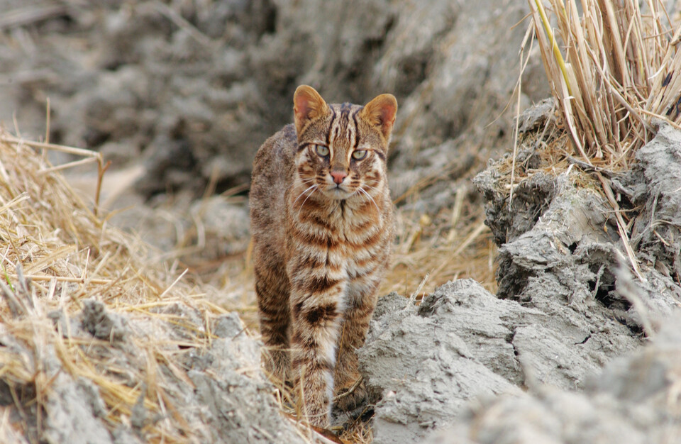 삵. (사진 국립생물자원관)/뉴스펭귄