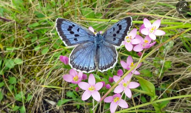 큰푸른부전나비 (사진 Guardian)/뉴스펭귄
