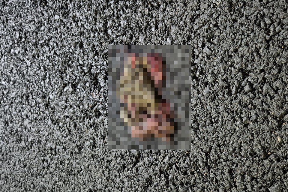 (사진 박경숙 K에코연구소 연구원 제공)/뉴스펭귄