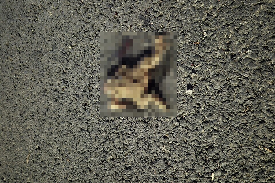 (사진 박경숙 K에코연구소 연구원 제공)/뉴스펭귄