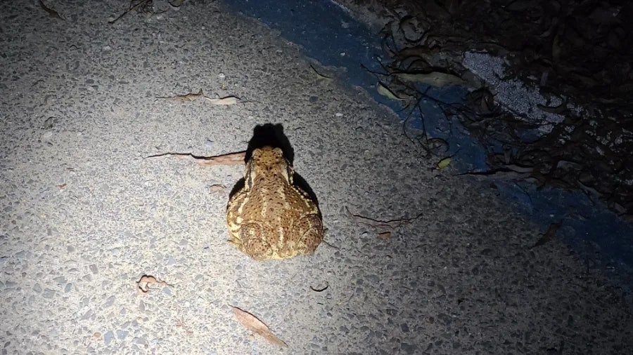 최근 창원대학교 서문 부근에서 산란을 위해 이동하던 두꺼비들이 대거 로드킬을 당하는 사태가 벌어졌다. (사진 박경숙 K에코연구소 연구원 제공)/뉴스펭귄