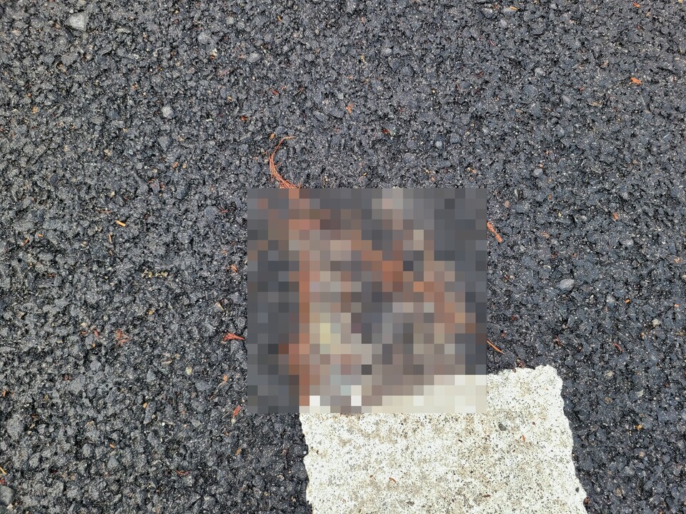 (사진 박경숙 K에코연구소 연구원 제공)/뉴스펭귄