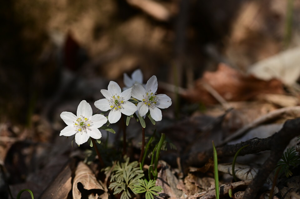 산림청 지정 멸종위기 희귀식물이자 한국 고유 특산식물 ‘변산바람꽃’. (사진 국립생물자원관)/뉴스펭귄