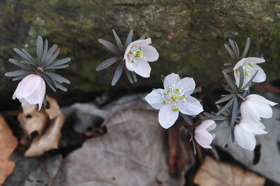 바람꽃 중 가장 먼저 피어나는 ‘변산바람꽃’. (사진 국립생물자원관)/뉴스펭귄