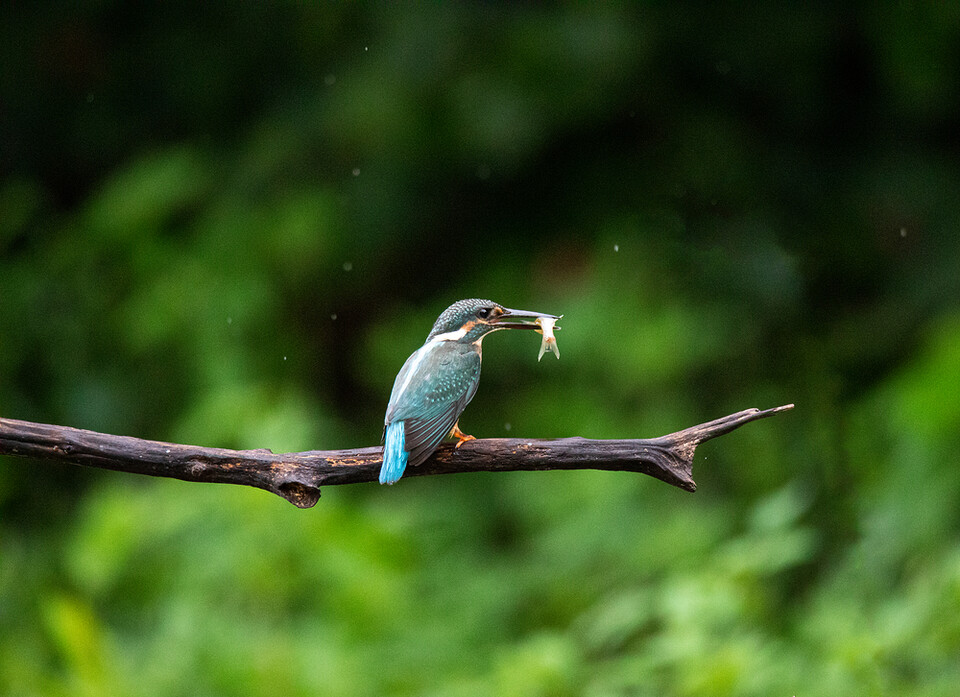 .모든 생명체는 서로 연결되어 있고 상호 생명 유지 장치가 되어준다. (사진 클립아트코리아)/뉴스펭귄