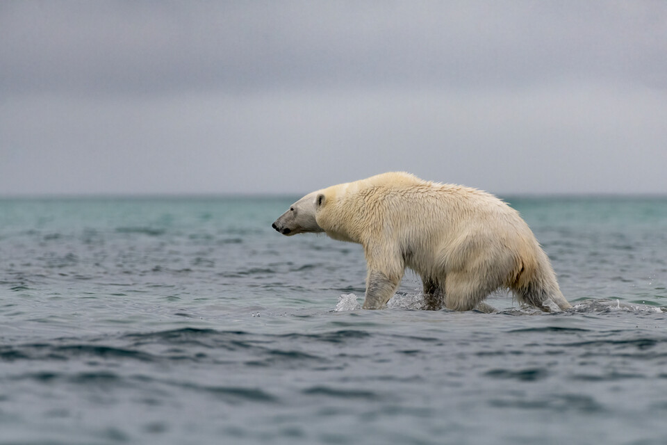  먹이사슬 최상위 포식자인 북극곰은  기후위기로 빙하가 줄고 해수면이 상승하면서 먹이를 구하기 어려워졌다. (사진 클립아트코리아)/뉴스펭귄