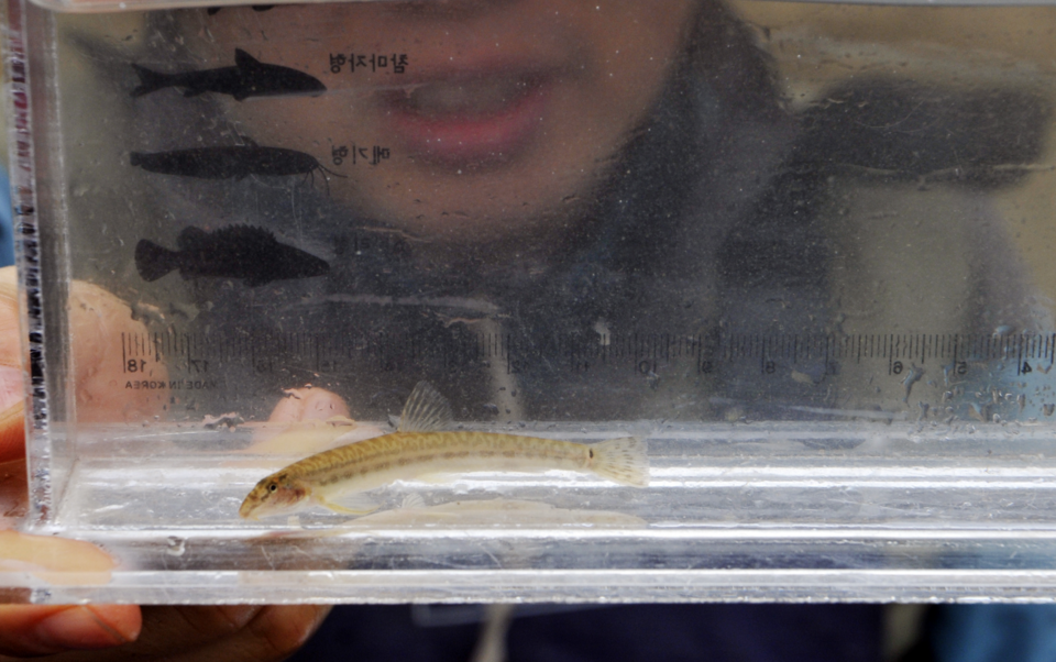 우리나라 천연기념물이자 멸종위기종 민물고기 미호종개. (사진 한국민물고기보존협회 이완옥 회장 제공)/뉴스펭귄