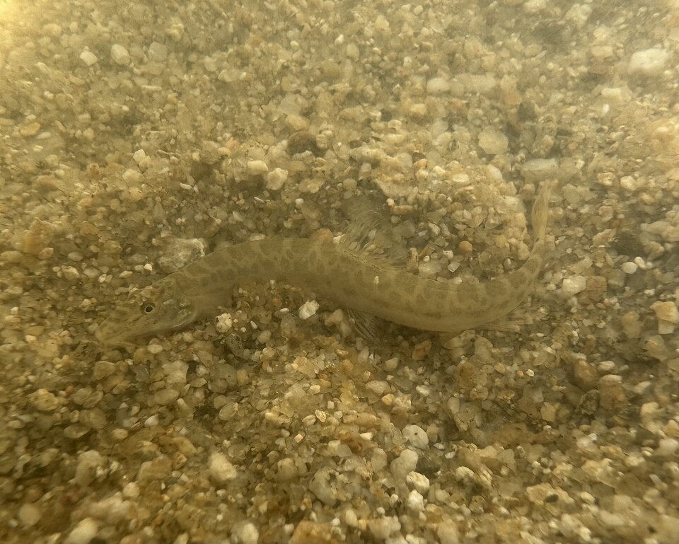 지난해 5월 금강에서 포착된 미호종개. (사진 본사 DB)/뉴스펭귄