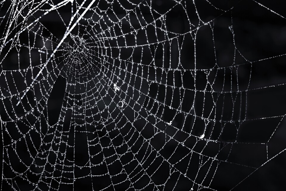연구에 따르면 지속적이고 강한 소음에 익숙한 도시 거미는 주변의 소음을 덜어내는 방식으로 거미줄을 조정하는 것으로 나타났다. (사진 클립아트코리아)/뉴스펭귄