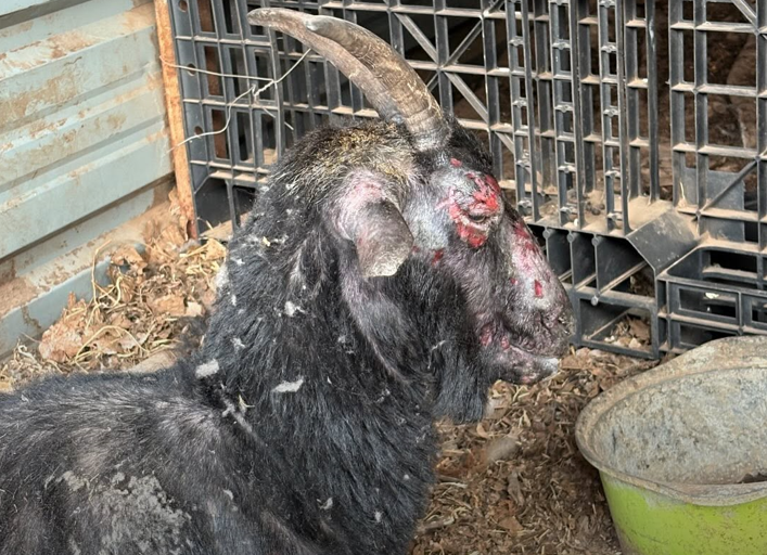 온몸에 화상 입은 염소. (사진 라이프 제공)/뉴스펭귄