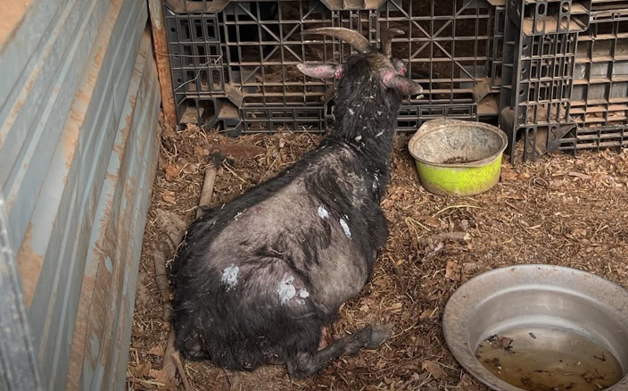 온몸에 화상을 입고 치료받은 염소. (사진 라이프 제공)/뉴스펭귄