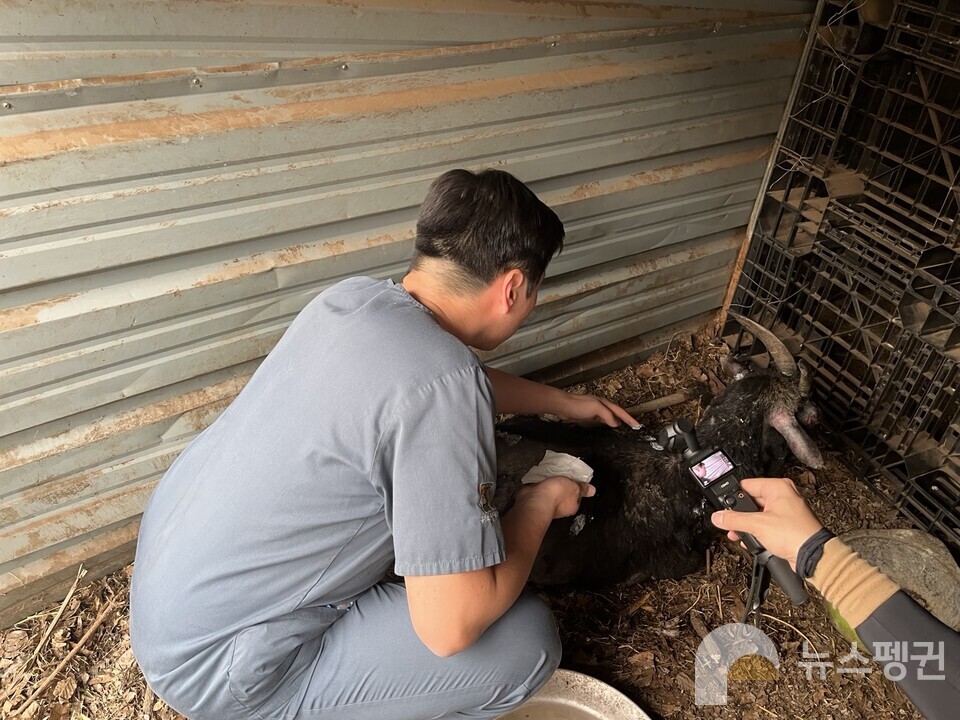 치료 중인 염소. (사진 라이프 제공)/뉴스펭귄