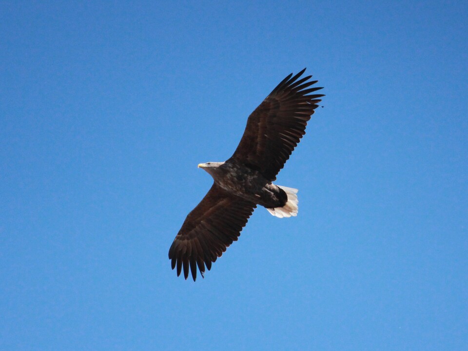 최근 의왕시 왕송호수에서 목격된 흰꼬리수리. (사진 의왕시도시공사)/뉴스펭귄
