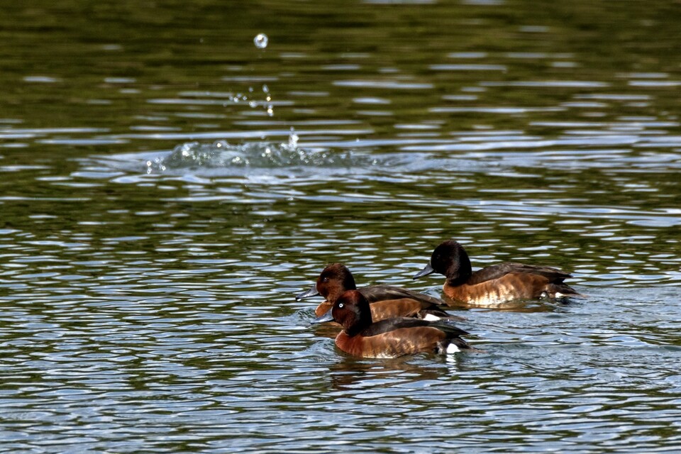 번식지로 향하던 도중 태화강에 기착한 적갈색흰죽지들. (사진 울산시 제공)/뉴스펭귄