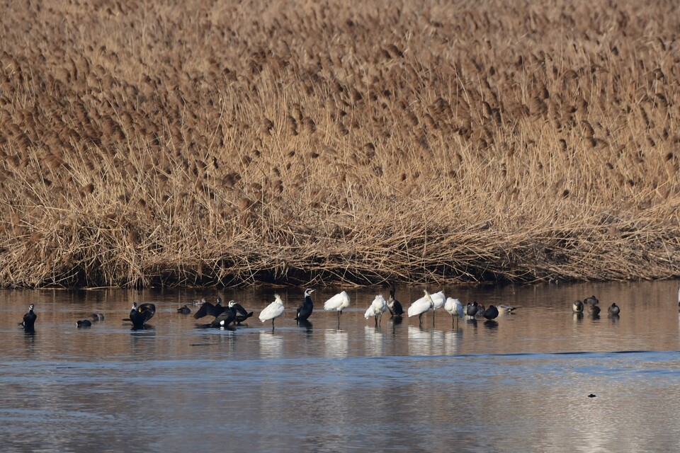 지난 3월 7일 올해 처음으로 남동유수지에서 저어새가 관찰됐다. (사진 권인기 저어새 생태학습관 관장)/뉴스펭귄