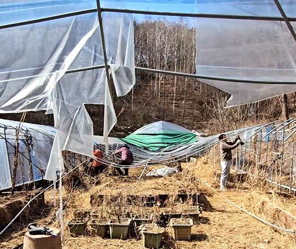 온 가족이 총동원되어 무너진 하우스를 철거. (사진 이강운 대기자)/뉴스펭귄