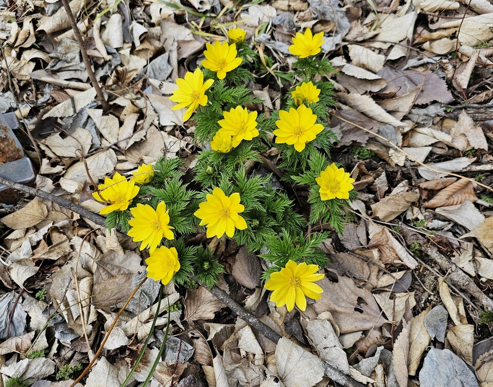 복수초. (사진 이강운 대기자)/뉴스펭귄