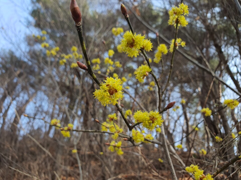 생강나무 (사진 이강운 대기자)/뉴스펭귄