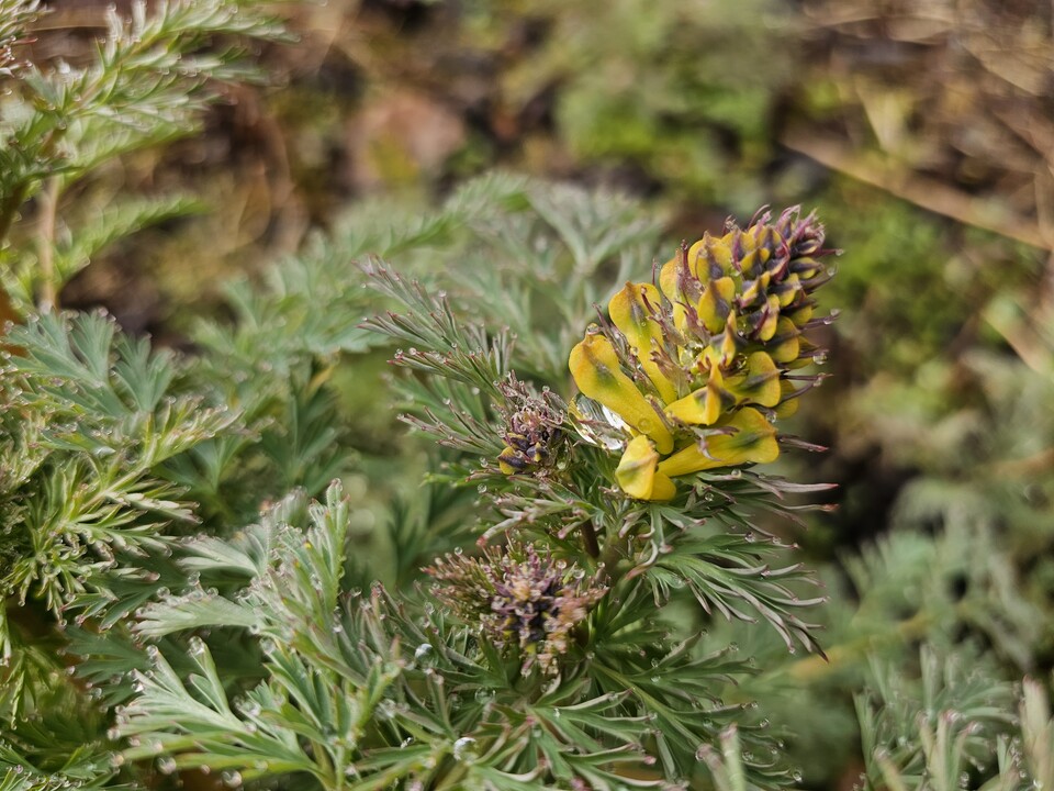산괴불주머니 (사진 이강운 대기자)/뉴스펭귄