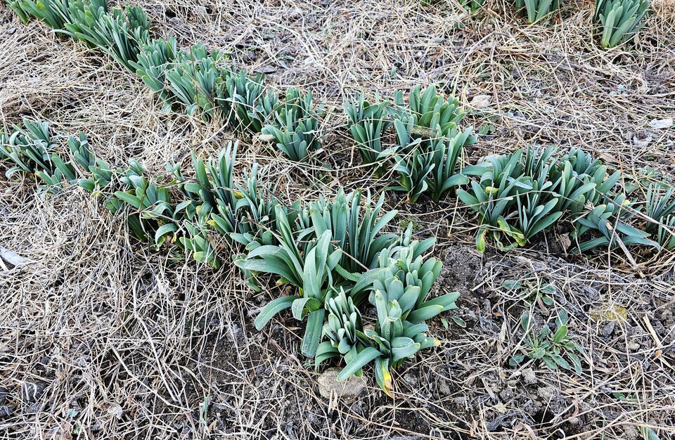 상사화 (사진 이강운 대기자)/뉴스펭귄