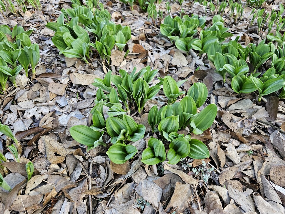 산마늘 (사진 이강운 대기자)/뉴스펭귄