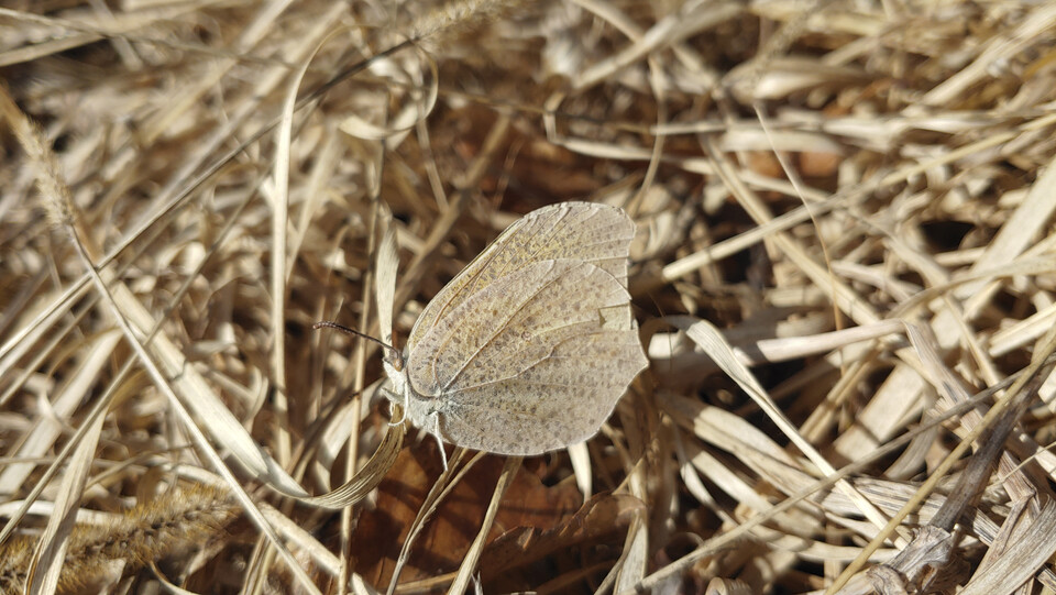 각시멧노랑나비 (사진 이강운 대기자)/뉴스펭귄