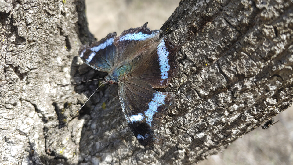 청띠신선나비 (사진 이강운 대기자)/뉴스펭귄