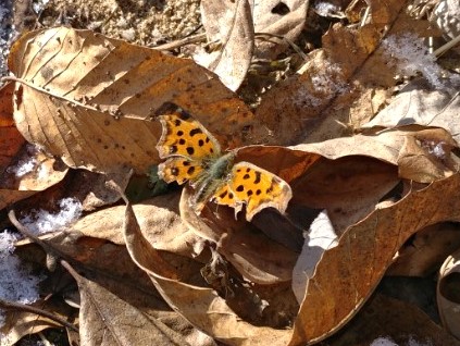 네발나비 (사진 이강운 대기자)/뉴스펭귄