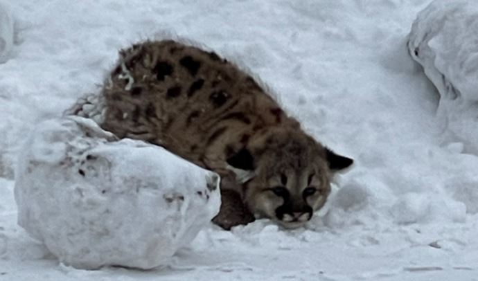 (사진 미시간주 천연자원부)/뉴스펭귄
