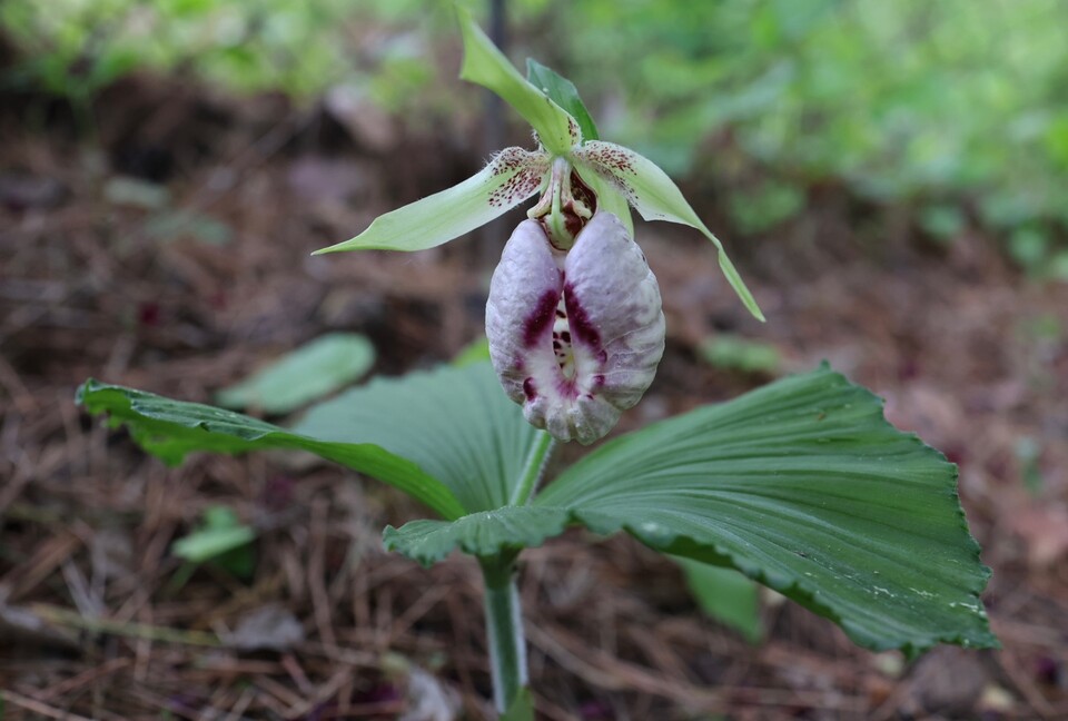 환경부 지정 멸종위기 야생생물 Ⅰ급 ‘광릉요강꽃’. (사진 국립생태원)/뉴스펭귄*
