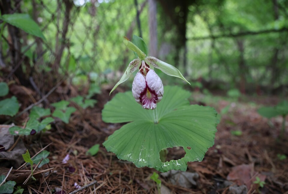 광릉요강꽃은 크고 화려한 꽃못지 않게 주름치마 같은 큰 잎으로도 유명하다. (사진 국립생태원)/뉴스펭귄
