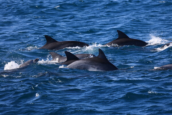 제주 남방큰돌고래들. (사진 핫핑크돌핀스)/뉴스펭귄