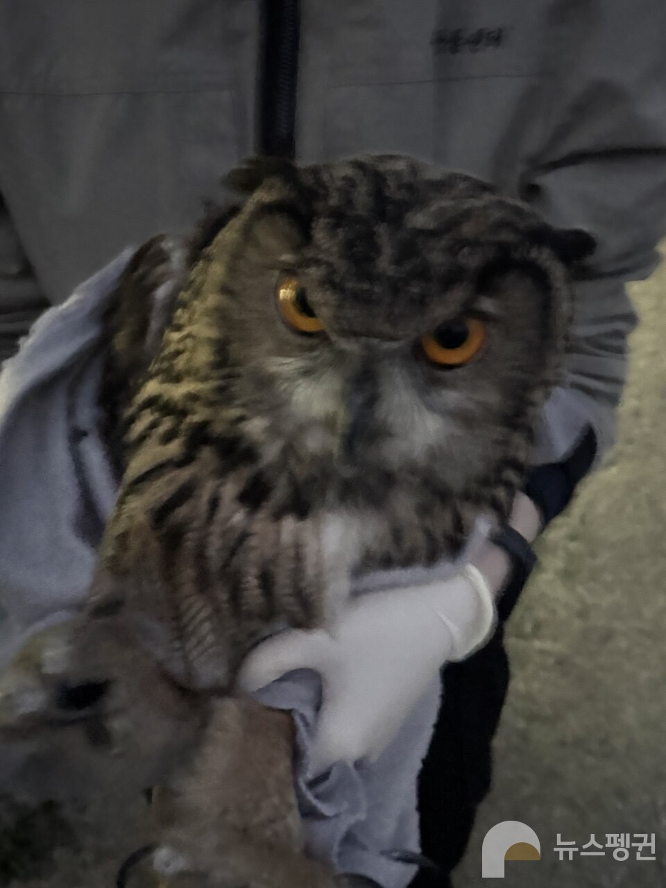 구조 당시 수리부엉이 (사진 충북야생동물센터 제공)/뉴스펭귄