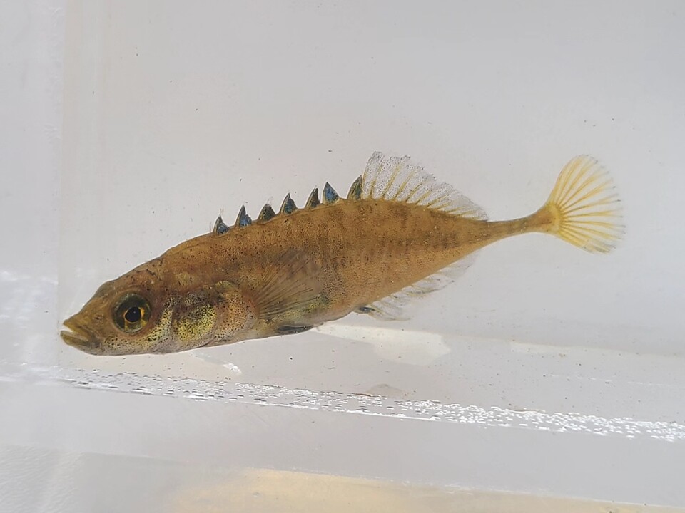 우리나라 국가적색목록의 준위협 생물종에 포함돼 있는 잔가시고기는 2005년 멸종위기 야생생물 2급으로 지정됐다가 2012년 해제됐다. (사진 성무성 물들이연구소 소장)/뉴스펭귄