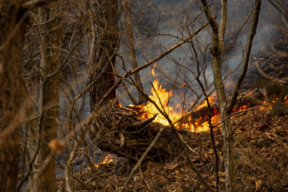 경북 의성군에서 시작된 산불은 산림 4만 5천여 헥타르를 불태웠다. 기사 이해를 돕기 위한 사진으로 내용과 관계 없음. (사진 클립아트코리아)/뉴스펭귄