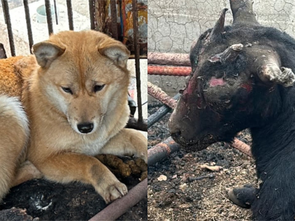 이번 대형 산불로 많은 동물이 목숨을 잃거나 다쳤다. (사진 동물구조단체 위액트)/뉴스펭귄