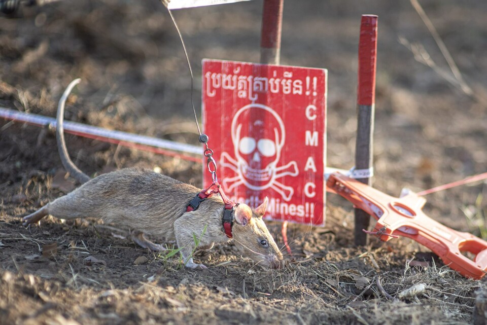 아프리카거대주머니쥐 로닌은 지금까지 109개의 지뢰와 15개의 불발탄을 찾아내며 '세계에서 가장 많은 지뢰를 찾아낸 쥐'로 등극했다. (사진 APOPO)/뉴스펭귄