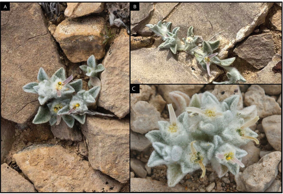 털북숭이 악마는 양털처럼 보송보송한 잎과 눈에 띄는 두 개의 적갈색 광선무늬 꽃잎을 가진 작은 식물이다. (사진 Phytokeys)/뉴스펭귄