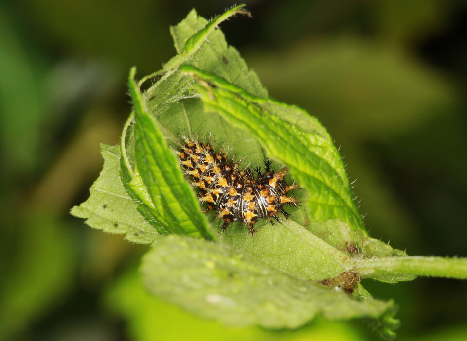환삼덩굴 잎 속 네발나비 애벌레 (사진 이강운 대기자)/뉴스펭귄