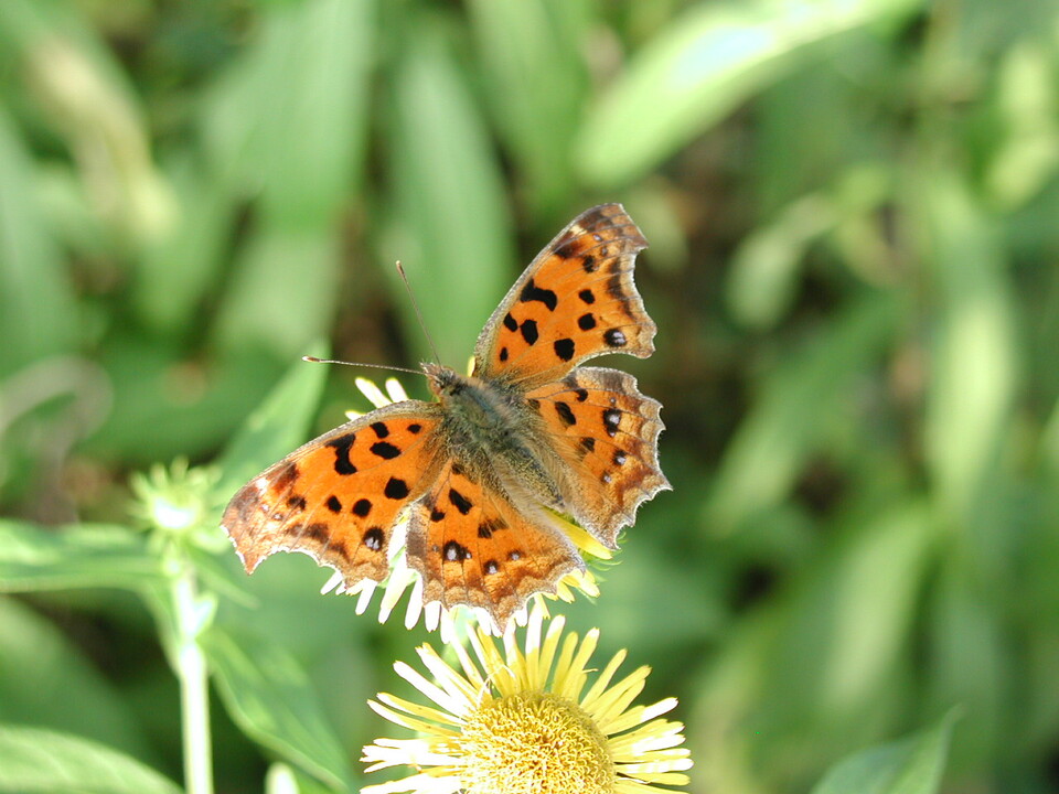 네발나비 (사진 이강운 대기자)/뉴스펭귄