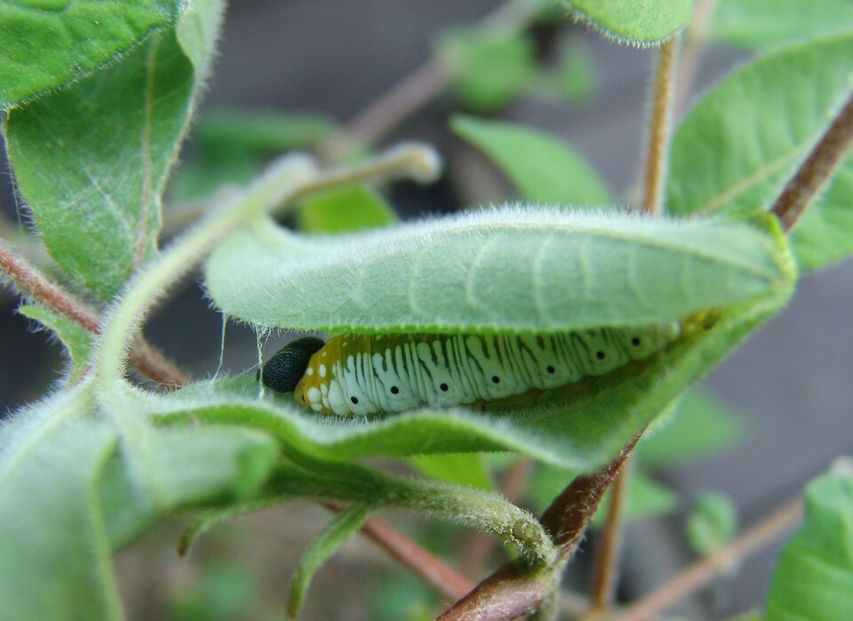 황벽나무 잎을 말아 은신처를 만든 대왕팔랑나비 애벌레 (사진 이강운 대기자)/뉴스펭귄