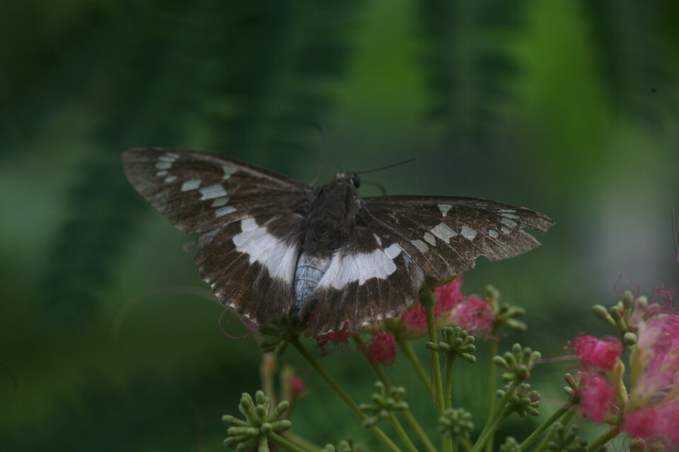 대왕팔랑나비 (사진 이강운 대기자)/뉴스펭귄