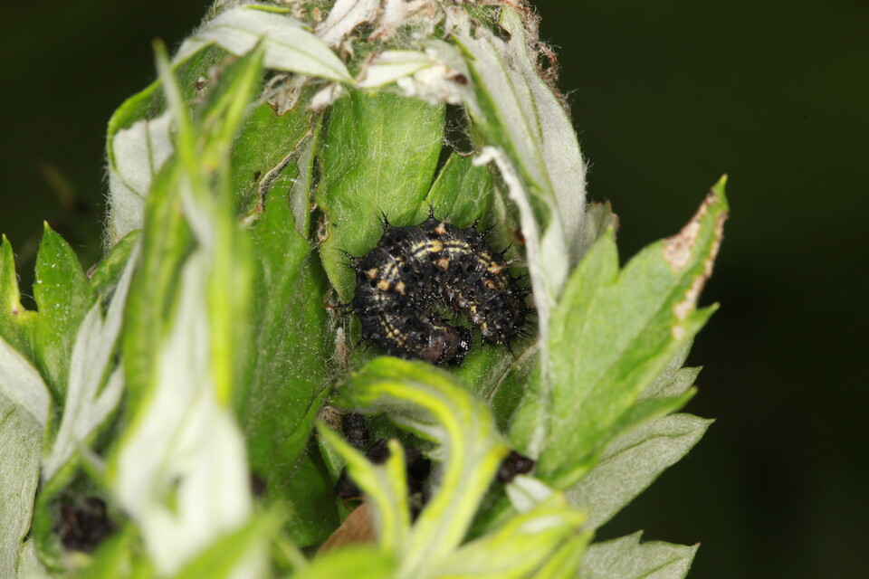 쑥 먹는 작은멋쟁이나비 애벌레 (사진 이강운 대기자)/뉴스펭귄