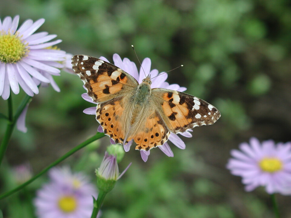 작은멋쟁이나비 (사진 이강운 대기자)/뉴스펭귄